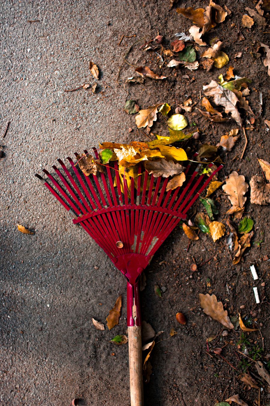 Beispielmotiv: Herbstlaub wird mit einem Rechen zusammengetragen