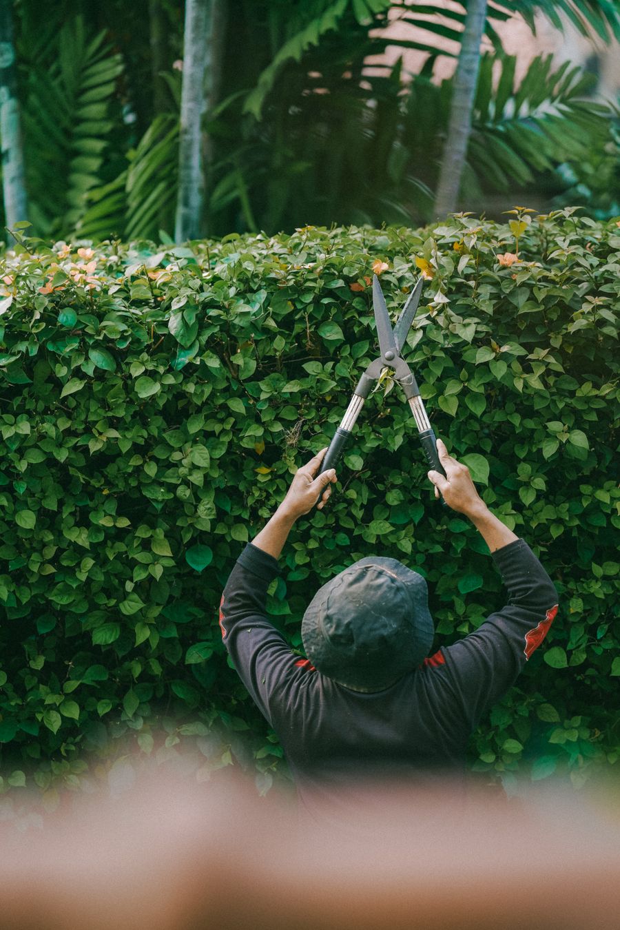 Beispielmotiv: Eine Hecke wird von Hand zurückgeschnitten